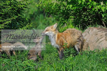 American Red Fox with Pups, Minnesota, USA