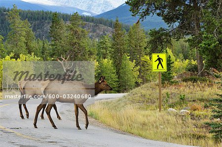 Elk Crossing Road, Jasper National Park, Alberta, Canada