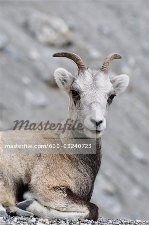 Portrait of Stone Sheep, Stone Mountain Provincial Park, British Columbia, Canada