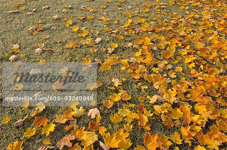 Maple Leaves, Nuremberg, Bavaria, Germany