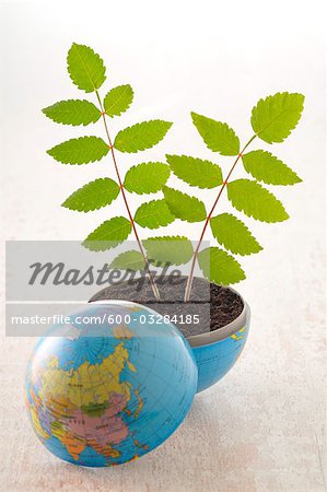 Plants Growing out of Globe