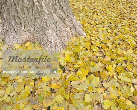 Cottonwood Leaves in Autumn, Nuremberg, Bavaria, Germany