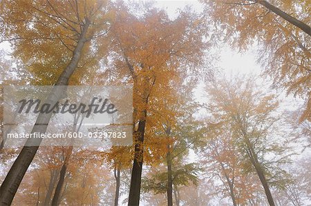 Beech Forest, Spessart, Bavaria, Germany