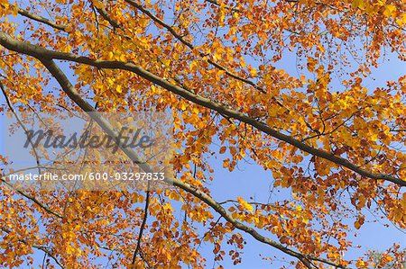 Beech Tree in Autumn, Spessart, Bavaria, Germany