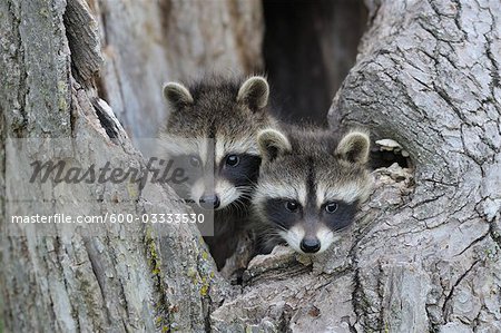 Baby Raccoons, Minnesota, USA