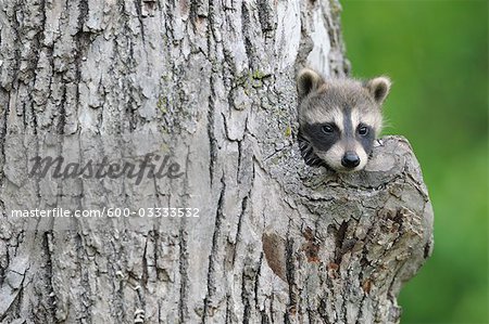 Baby Raccoon, Minnesota, USA