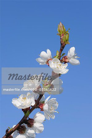 Cherry Blossom, Lake Neusiedl, Breitenbrunn, Burgenland, Austria