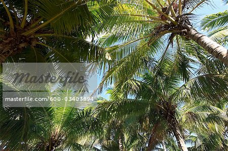 Close-up of Palm Trees, Varadero, Mantanzas, Cuba