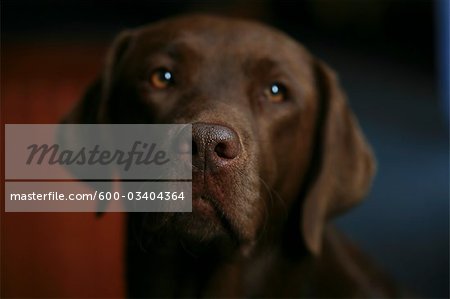 Portrait of Dog