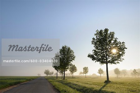 Trees along Road in Spring, Grossheubach, Spessart, Bavaria, Germany