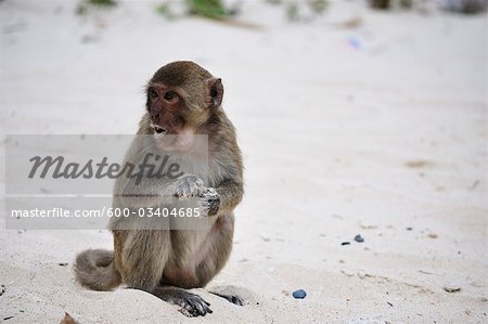 Monkey, Monkey Island, Halong Bay, Quang Ninh Province, Vietnam