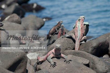 Marine Iguanas, Isla Espanola, Galapagos Islands, Ecuador