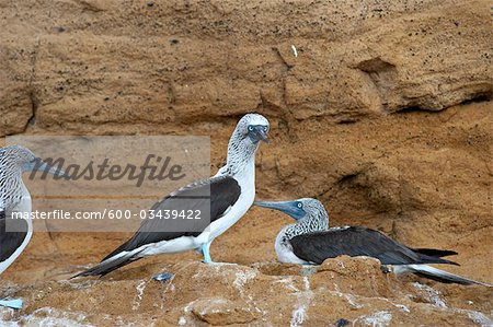 Blue-Footed Boobies, Galapagos Islands, Ecuador