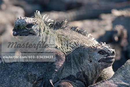 Marine Iguanas, Galapagos Islands, Ecuador