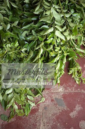 Curry Leaves, India