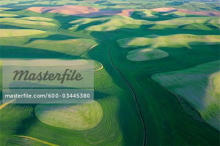 Fields, Palouse Region, Palouse, Whitman County, Washington State, USA