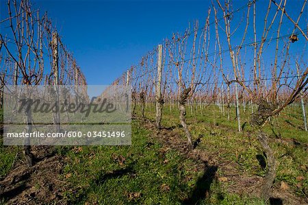 Vineyard in Autumn, Pfalz, Rhineland-Palatinate, Germany Vineyard in Autumn, Pfalz, Rhineland-Palatinate, Germany