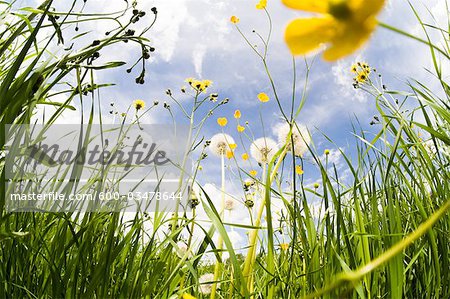 Wildflowers, Salzburg, Austria