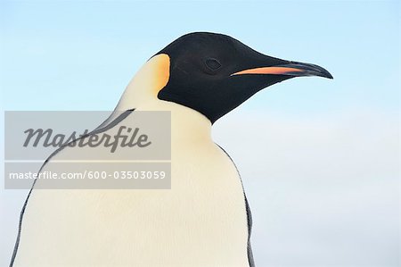 Emperor Penguin, Snow Hill Island, Antarctic Peninsula