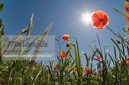 Organic Wheat Field and Poppies, Salzburg, Austria