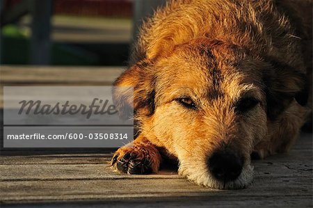 Portrait of Dog, Bay of Plenty, North Island, New Zealand