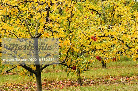 apple trees in fall