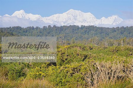 Native Forest, Mount Tasman and Mount Cook, Westland Tai Poutini National Park, West Coast, South Island, New Zealand