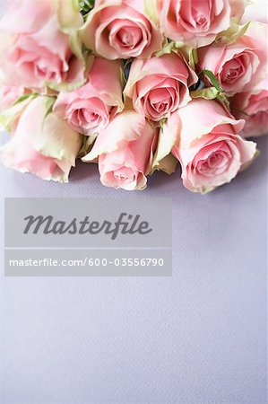 Pink Roses