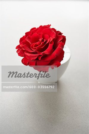 Red Rose in a Vase