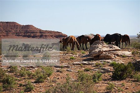 Horses Grazing, Eastern Arizona, USA