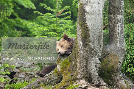 Male Brown Bear Resting on Tree Trunk, Bavarian Forest National Park. Bavaria, Germany