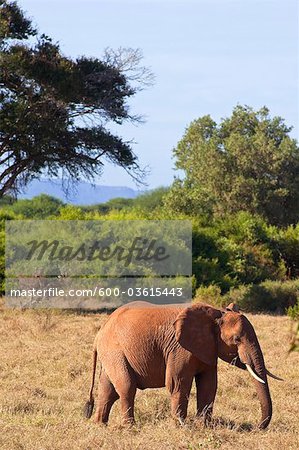 Elephant at Tsavo National Park, Kenya