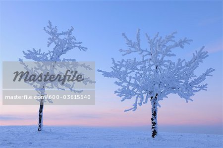 Snow Covered Trees at Dusk, Wasserkuppe, Rhon Mountains, Hesse, Germany