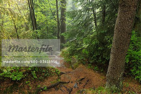 Hiking Trail, St Andreasberg, Harz National Park, Lower Saxony, Germany