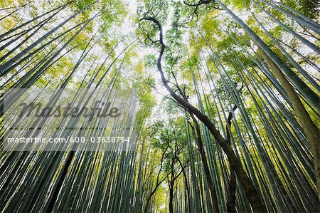 Bamboo Forest, Kyoto, Kyoto Prefecture, Kansai Region, Honshu, Japan Bamboo Forest, Kyoto, Kyoto Prefecture, Kansai Region, Honshu, Japan