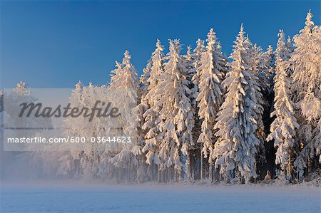 Snow Covered Trees in Forest, Canton of Zug, Switzerland