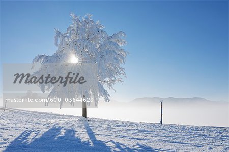 Tree with Hoar-frost, Canton of Zug, Switzerland