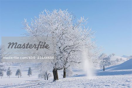 Trees with Hoar-frost, Canton of Zug, Switzerland