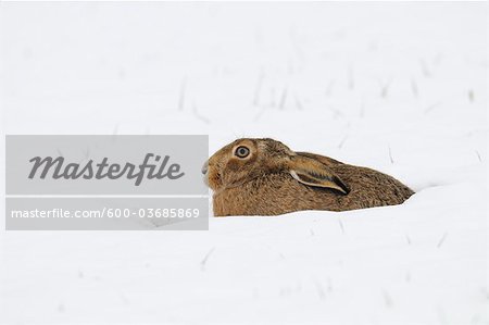 European Brown Hare, Germany