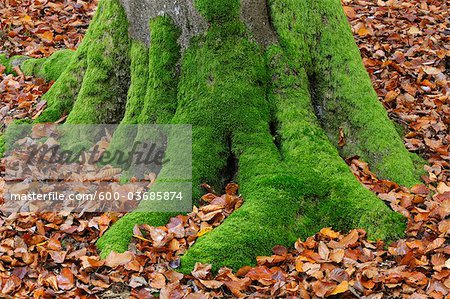 Moss Covered Beech Tree Trunk, Spessart, Bavaria, Germany