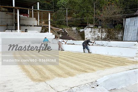 Washing and Drying Coffee Beans, Finca Vista Hermosa Coffee Plantation, Agua Dulce, Huehuetenango Department, Guatemala