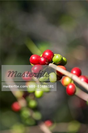 Close-up of Coffee Berries, Finca Villaure Coffee Plantation, Hoja Blanca, Huehuetenango Department, Guatemala