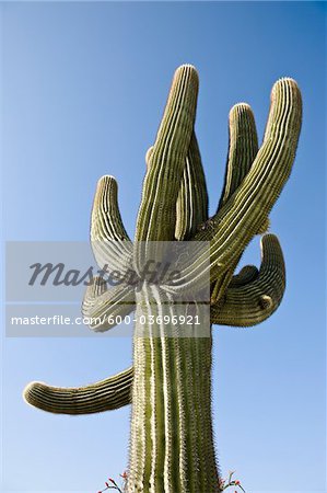 Cactus in Yuma, Yuma County, Arizona, USA
