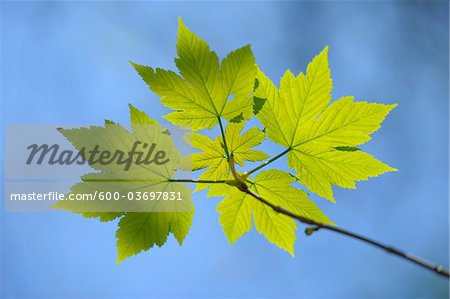 Maple Leaves, Aschaffenburg, Franconia, Bavaria, Germany