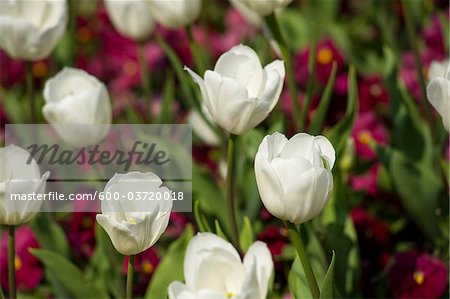 Tulips, Mirabell Garden, Salzburg, Salzburger Land, Austria