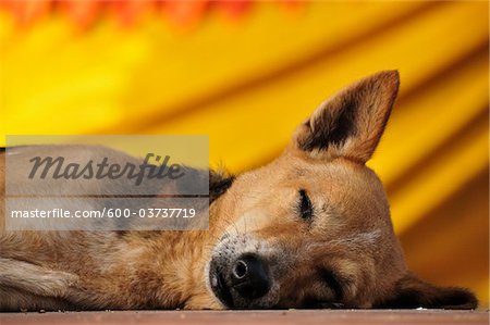 Dog, Mahabodhi Temple, Bodh Gaya, Gaya District, Bihar, India
