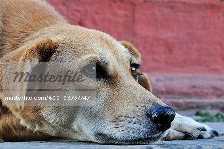 Dog, Durbar Square, Kathmandu, Bagmati, Madhyamanchal, Nepal