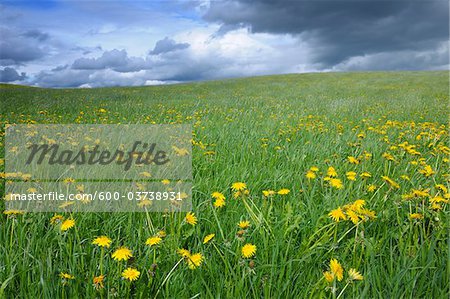 Meadow with Dandelions, Allgau, Bavaria, Germany