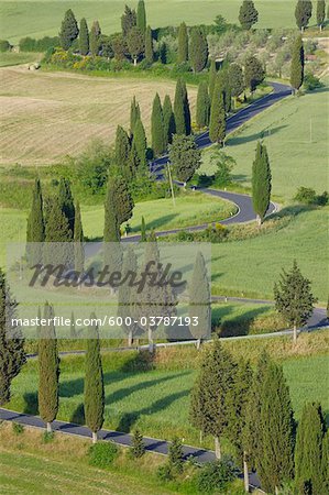 Winding Road lined with Cypress Trees, Monticchiello, Siena Province, Tuscany, Italy