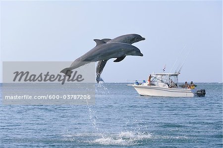 Common Bottlenose Dolphins Jumping in Air with Boat in Background, Caribbean Sea, Roatan, Bay Islands, Honduras Common Bottlenose Dolphins Jumping in Air with Boat in Background, Caribbean Sea, Roatan, Bay Islands, Honduras